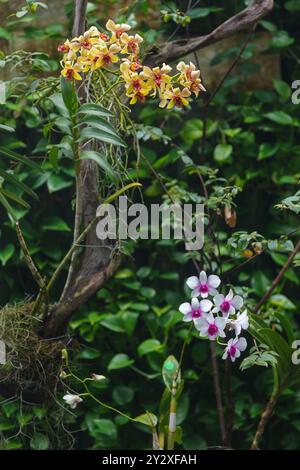 A Pink Dendrobium bigibbum Lindl. Denphal and yellow Vanda Orchids at the garden of Jose Joaquin de Olmedo International Airport, Guayaquil, Ecuador. Stock Photo