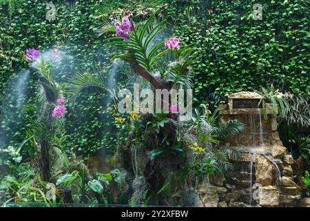 The Orchids at the garden of Jose Joaquin de Olmedo International Airport, Guayaquil, Ecuador. Stock Photo