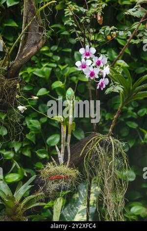 A Pink Dendrobium bigibbum Lindl Denphal Orchids at the garden of Jose Joaquin de Olmedo International Airport, Guayaquil, Ecuador. Stock Photo