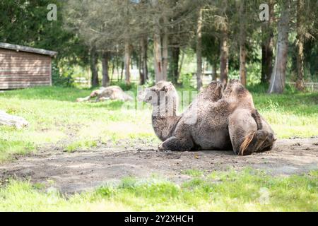 A Camel resting in Tangen Zoo in Norway Stock Photo