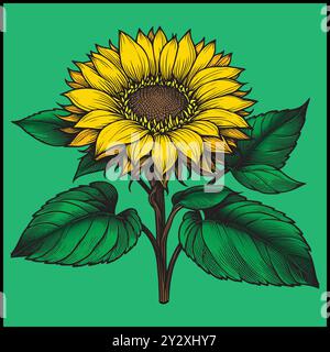 Yellow Sunflower Botanical Illustration on Green Background Stock Vector