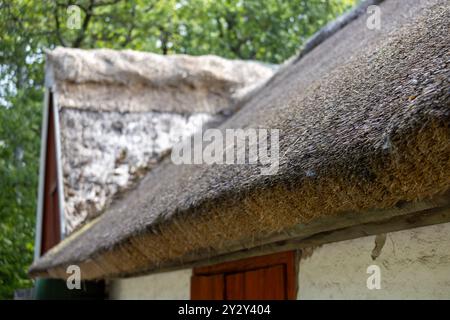 Close-up of a thatched roof with straw, showcasing the texture and craftsmanship. The background features greenery, suggesting a rural setting. Stock Photo