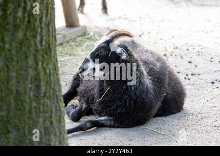 A black sheep resting on the ground, with a tree in the foreground. The sheep has distinctive horns and a fluffy coat, surrounded by a natural outdoor Stock Photo