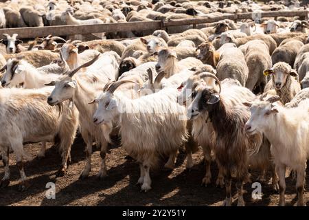 A group of sheep and goats being herded into a fenced enclosure on a farm, demonstrating the movement and management of livestock in a rural setting. Stock Photo