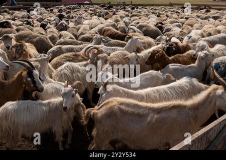 A group of sheep and goats being herded into a fenced enclosure on a farm, demonstrating the movement and management of livestock in a rural setting. Stock Photo