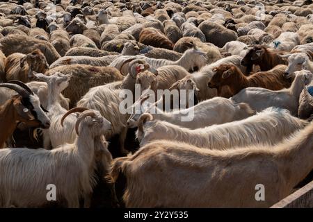 A group of sheep and goats being herded into a fenced enclosure on a farm, demonstrating the movement and management of livestock in a rural setting. Stock Photo