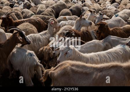 A group of sheep and goats being herded into a fenced enclosure on a farm, demonstrating the movement and management of livestock in a rural setting. Stock Photo