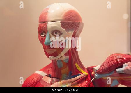 Human internal organs dummy, training dummy, detail of the uscular system. Healthcare concept Stock Photo