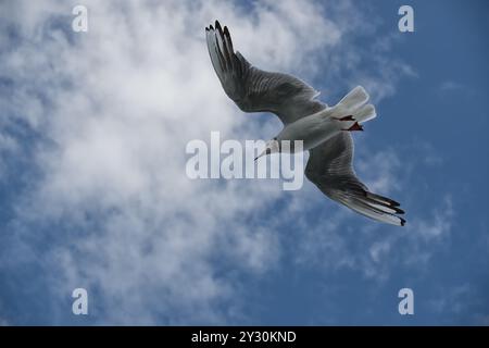 Seagulls flying against a bright blue sky with fluffy clouds, symbolizing freedom and tranquility in a natural aerial scene. Stock Photo