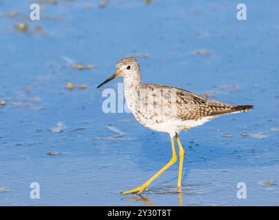 Yellowlegs Pair During Breeding Season in Alaska Stock Photo