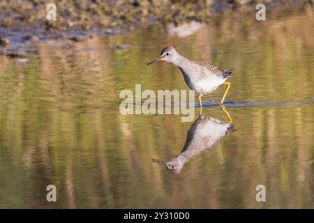 Yellowlegs Pair During Breeding Season in Alaska Stock Photo