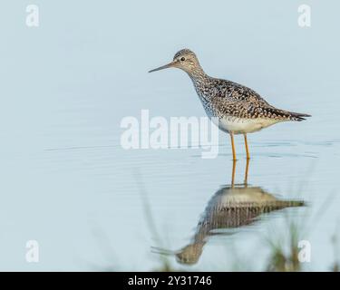 Yellowlegs Pair During Breeding Season in Alaska Stock Photo