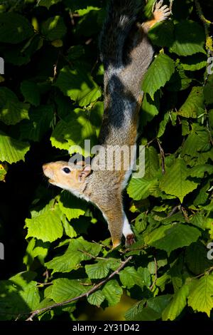 Eastern grey squirrel Sciurus carolinensis, introduced species, adult in Hazel Corylus avellana, searching for nuts, Suffolk, England, September Stock Photo
