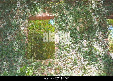 Green creeper plant growing on antique red brick wall. Many small green leaveson old wall reduce dust in air. Stock Photo