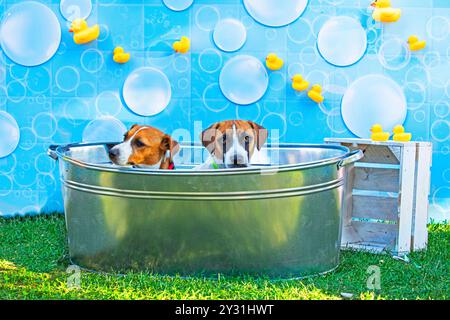 cute Jack Russell Terrier in a basin with a soft blue background with cute bubbles and yellow ducks. Hygiene of puppies Stock Photo