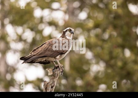 A close-up of an osprey perched at the top of an old tree with remains of a fish in its talons Stock Photo