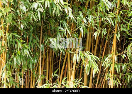 Bamboo in sunny day background texture Stock Photo