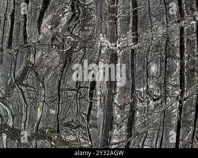 Open pore black rustic wooden marble texture with incredible wooden veins and grains in 3d contour. Seamless texture. Stock Photo