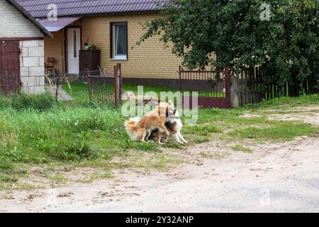 Two lively dogs are joyfully playing in the lush green grass right in front of a charming house that has a lovely view Stock Photo