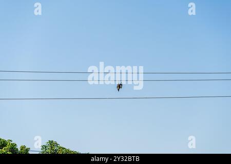 dead bird hanging from an electric wire against clear blue sky Stock Photo