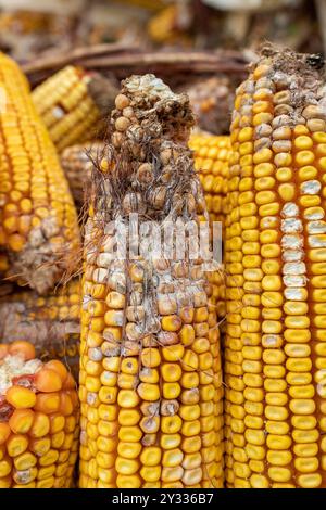 Close-up of dried corn cobs showing damaged kernels and husks after drought during autumn harvest season Stock Photo