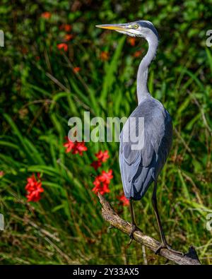 Heron Perched on a branch Stock Photo
