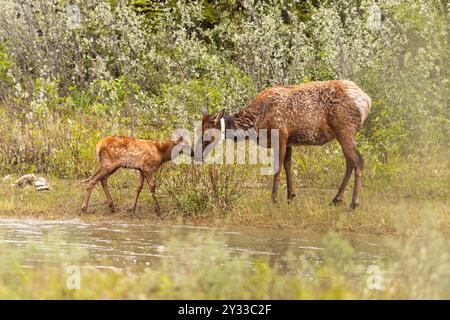 A Collared Elk mother nuzzling its newborn calf Stock Photo