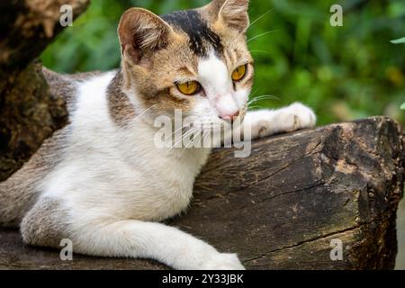 Beautiful white Indian Cat resting in a log - camera used Sony Alpha 6400 Stock Photo