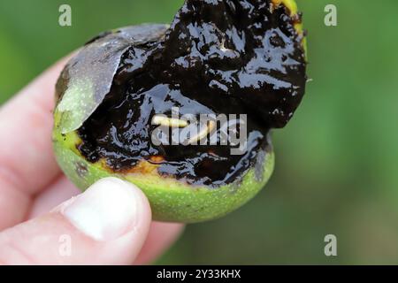 Walnut, Juglans regia, damagee on walnut tree, by larvae of  Rhagoletis completa. Stock Photo