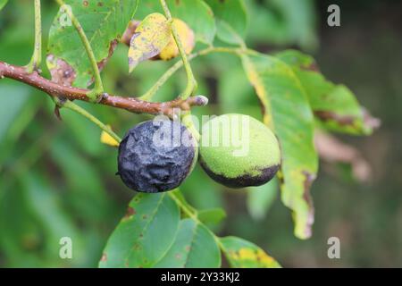 Walnut, Juglans regia, damagee on walnut tree, by larvae of  Rhagoletis completa. Stock Photo
