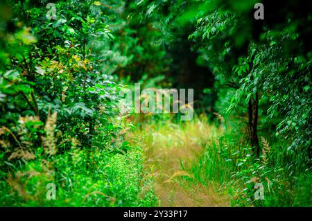 Scenic pathway surrounded by lush green trees and greenery in nature in ...