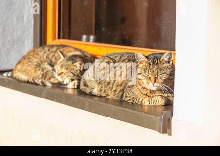 two tabby cats lying and sleeping on the windowsill outside the window, basking in the sun Stock Photo