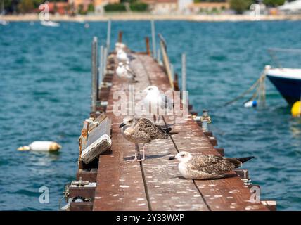 Porec, Istria, Croatia - August 27, 2024: Seagulls sitting on an old wooden jetty in Porec, overlooking the calm sea and the coastal town in the background *** Möwen sitzen auf einem alten Holzsteg in Porec, mit Blick auf das ruhige Meer und die Küstenstadt im Hintergrund Stock Photo