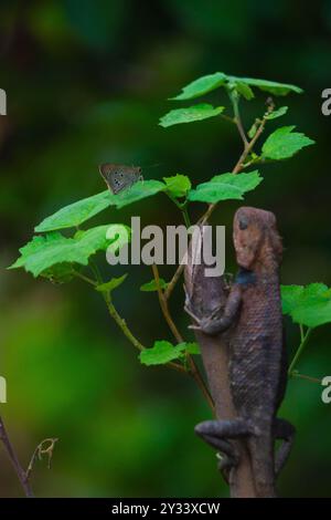 Chameleons or calotes are on the branches and are hunting small butterflies. Stock Photo