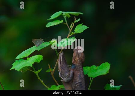 Chameleons or calotes are on the branches and are hunting small butterflies. Stock Photo