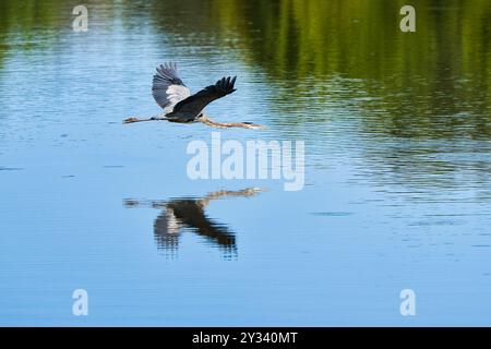 A Great Blue heron flying low over a calm lake with its reflection visible in the water. Stock Photo