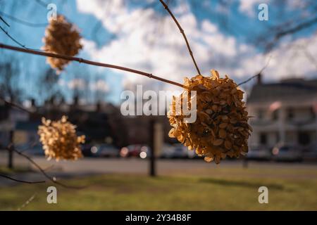 Close-up of dried hydrangea flowers on a branch with a blurred urban background and a clear blue sky. Stock Photo