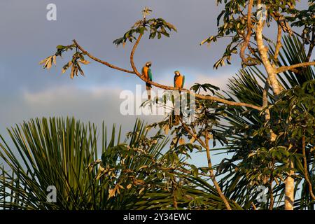 Blue-and-yellow Macaws (Ara Ararauna) perched on a branch in the tropical forest, Alta Floresta, Amazon, Brazil Stock Photo