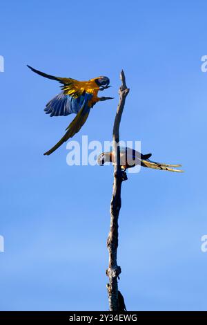 Blue-and-yellow Macaws (Ara Ararauna) perched on a branch in the tropical forest, Alta Floresta, Amazon, Brazil Stock Photo