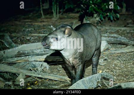 Brazilian tapir (Tapirus terrestris) in the tropical forest at night, Alta Floresta, Amazon, Brazil Stock Photo