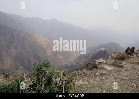 Abha , Saudi Arabia Jul 6 2022: Beautiful tourist places in Abha city - Hamadryas baboon monkeys Stock Photo