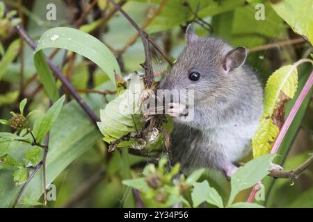 A young baby Norway rat (Rattus norvegicus) nibbles on a leaf amidst green vegetation and branches in the wild Stock Photo