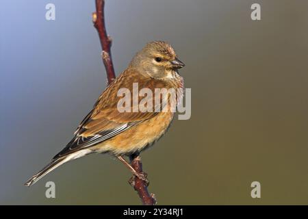 Linnet, (Carduelis cannabina), (Acanthis cannabina), Bad Duerkheim district, Rhineland-Palatinate, Federal Republic of Germany Stock Photo