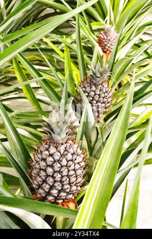 Growing pineapples in different states of groth and ripening, in greenhouses at a pineapple farm on the island of Sao Miguel, Azores, Portugal. Stock Photo