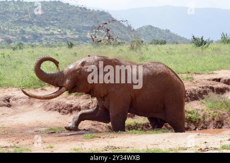 Kenya's red elephant taking a mud bath in the East Tsavo Park Stock Photo