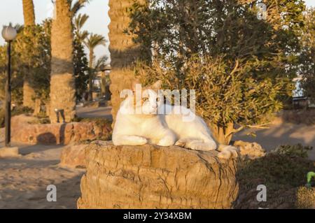 White and red cat sleeping on the trunk of a saw palm tree in the city of Hurghada Stock Photo