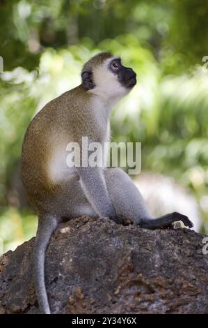 Monkey vervet posed on a rock looking up at a park in Mombasa, Kenya, Africa Stock Photo