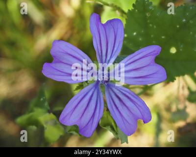 Common mallow (Malva sylvestris), macro, blurred background, North Rhine-Westphalia, Germany, Europe Stock Photo