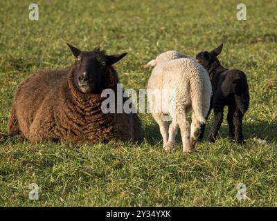 Three sheep on a green meadow. A brown sheep is sitting, two black and white sheep are standing next to each other, Borken, muensterland, Germany, Eur Stock Photo