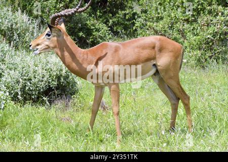 Impala isolated grazing in East Tsavo Park in Kenya Stock Photo